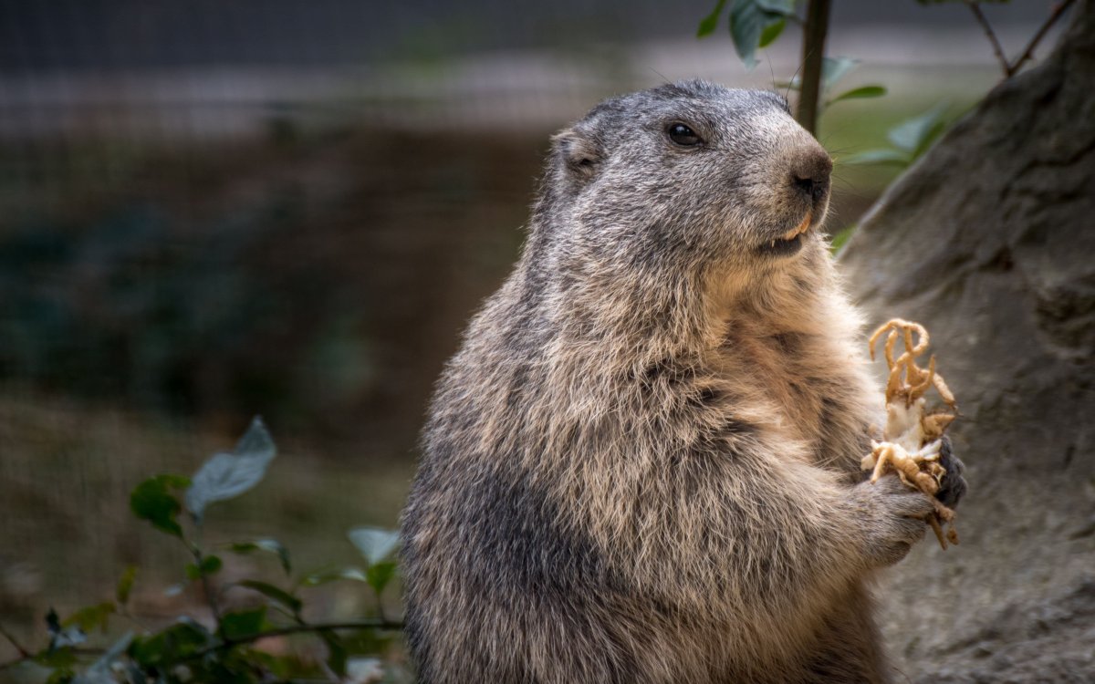 Ютасская Луговая собачка