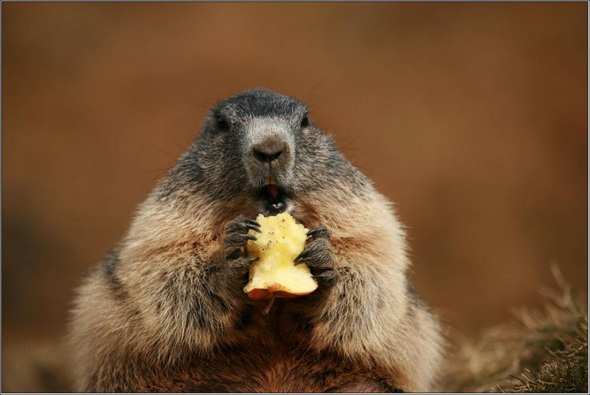 Чернохвостая Луговая собачка