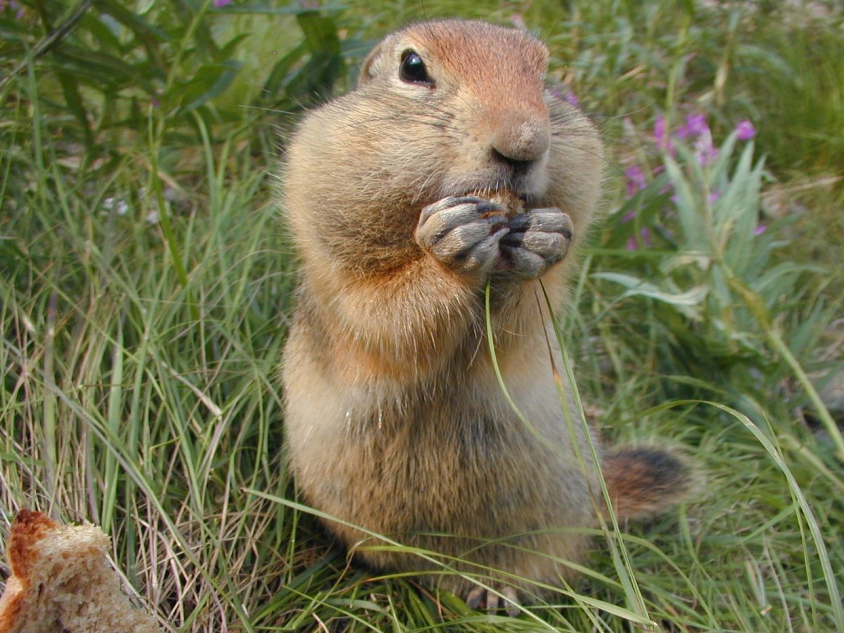 Сурок Арчи Московский зоопарк