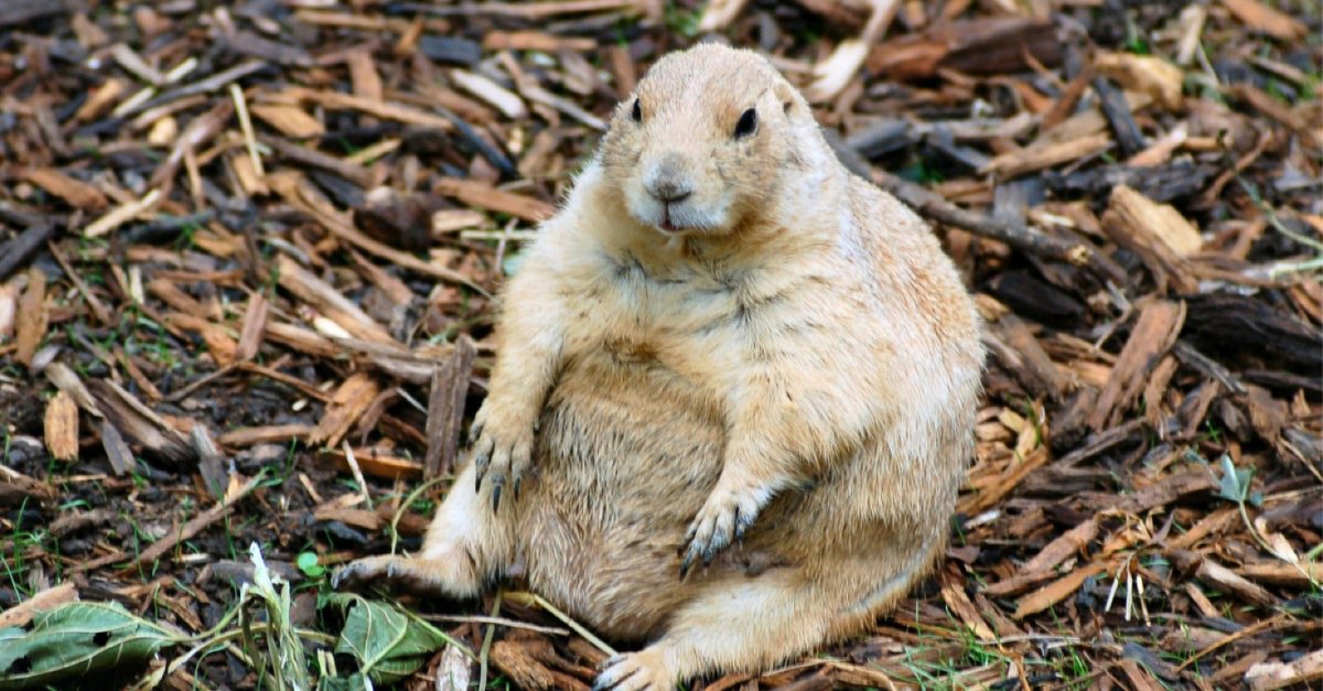 Суслик полевой