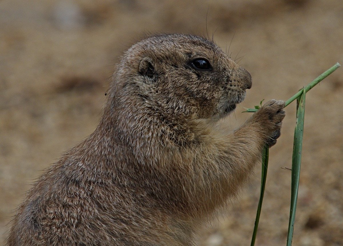 Чернохвостая Луговая собачка