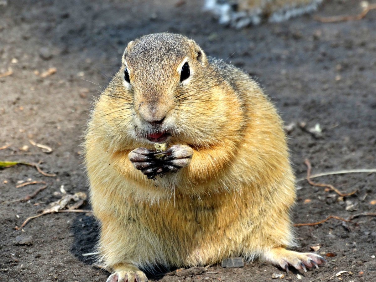 Spermophilus alashanicus