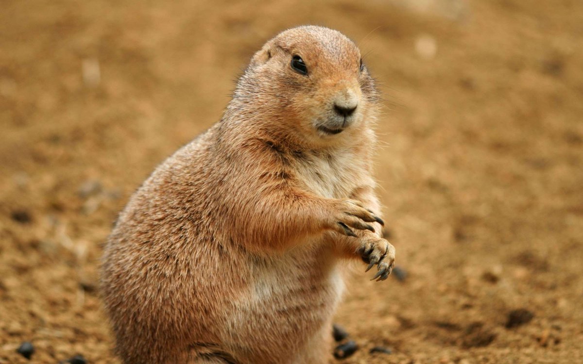 Малый суслик Ставропольского края