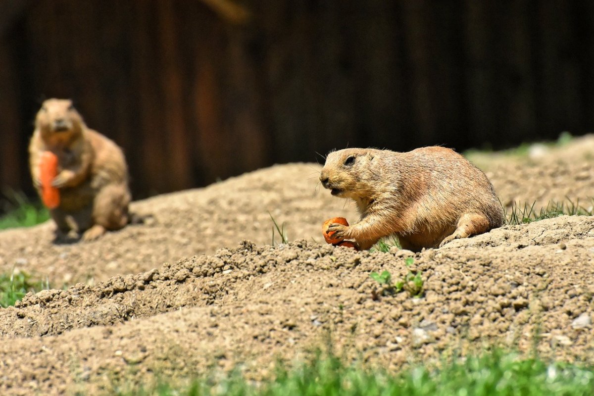 Грызуны на лугу