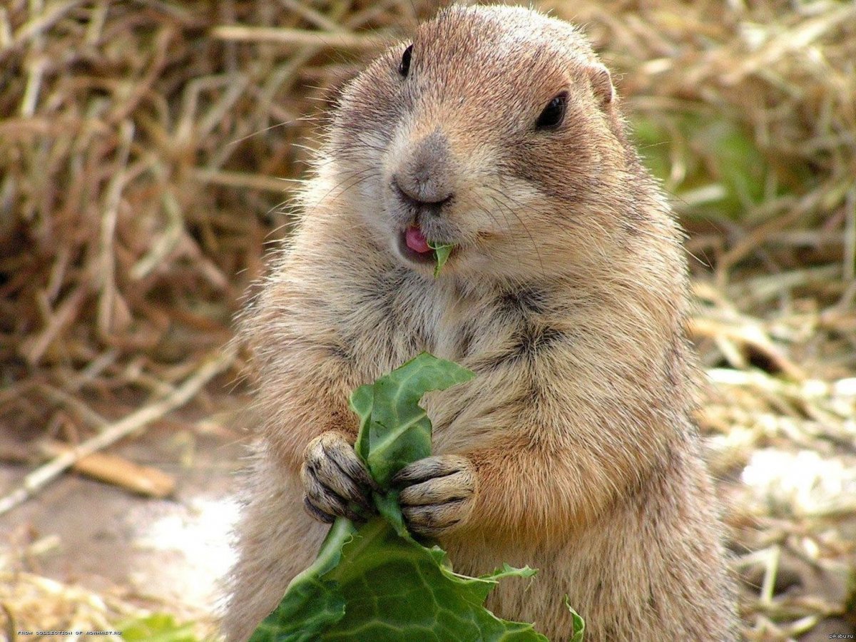 Луговая собачка Гуннисона