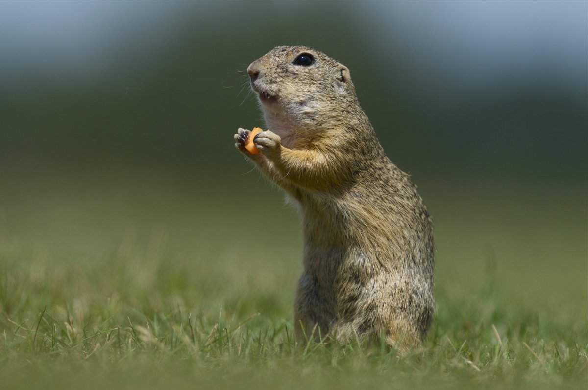 Сурок Степной, Байбак (Marmota Bobak)