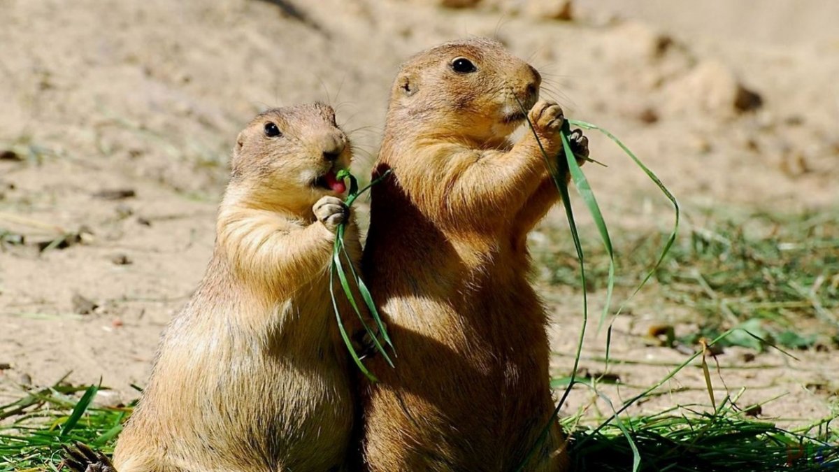 Суслик в свитере