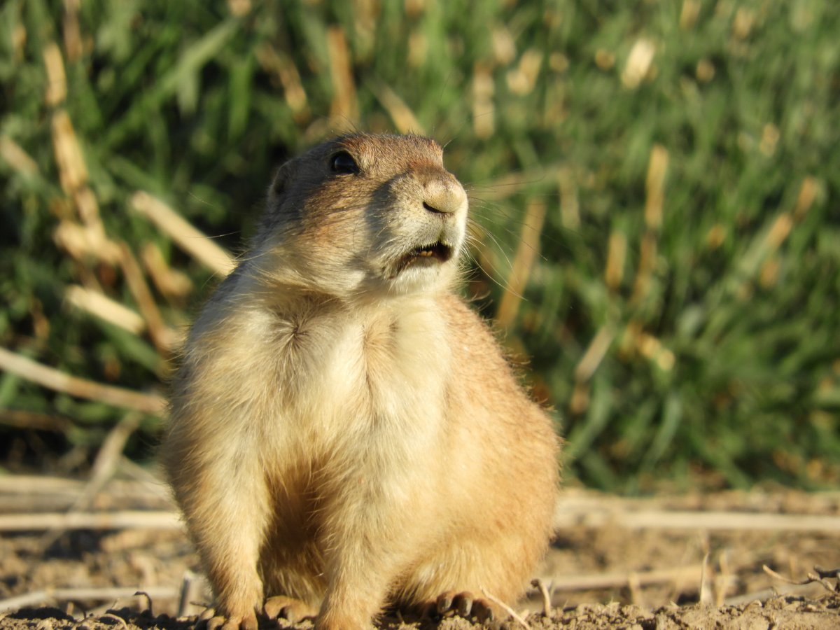 Prairie Dog — Луговая собачка