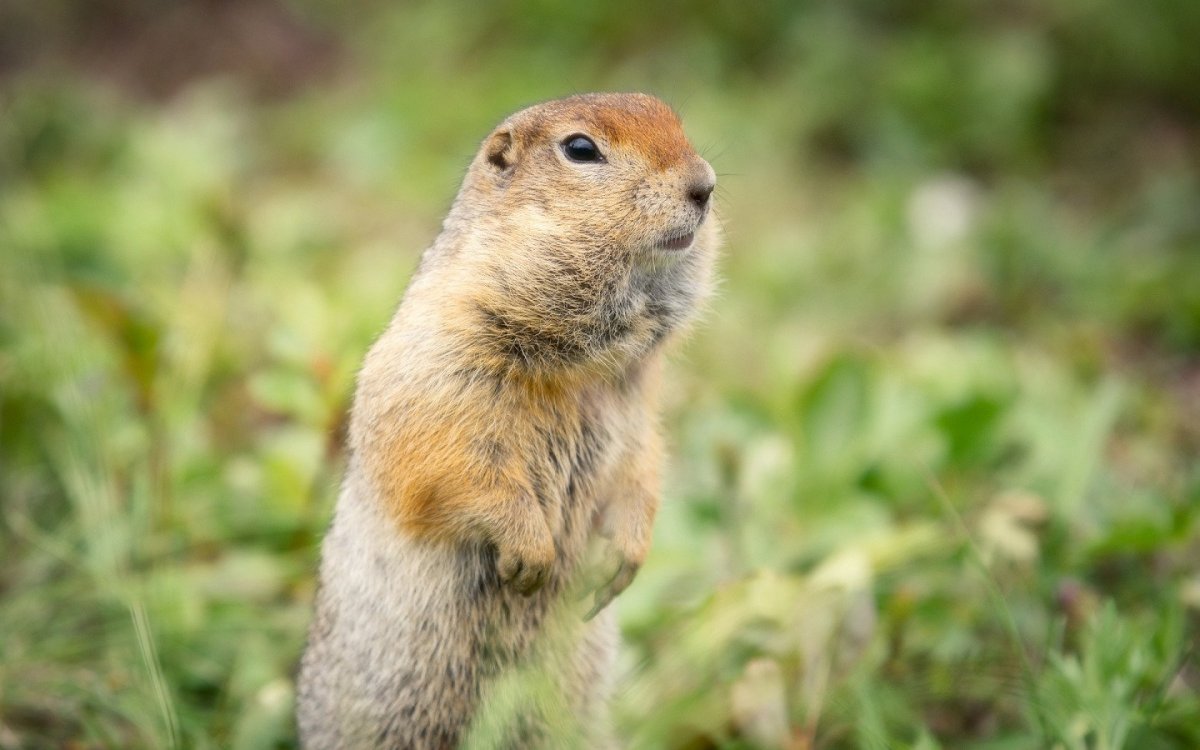 Ильменский заповедник суслик