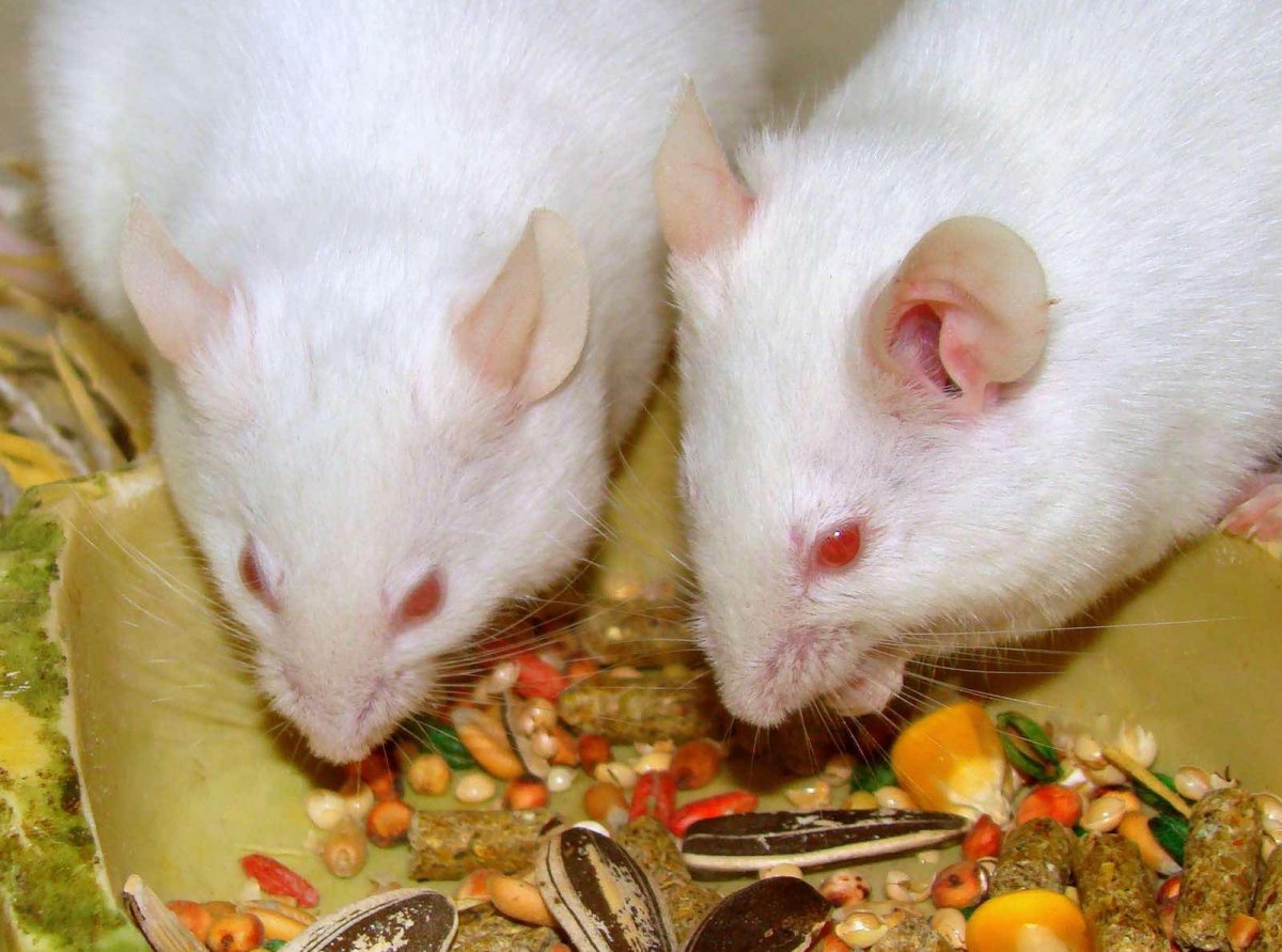 Мышка с молоком