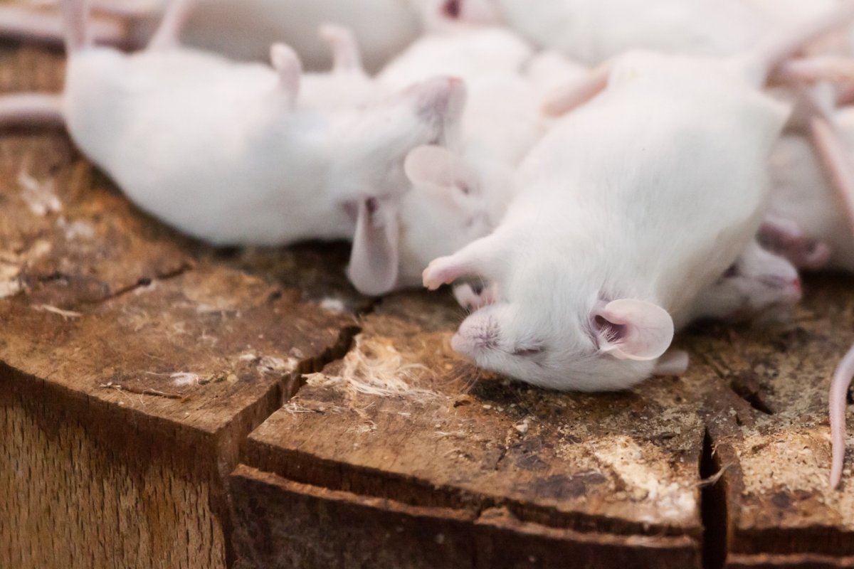 Лабораторные животные