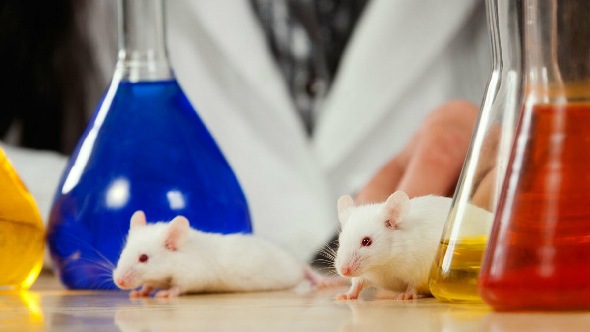 Много мышей