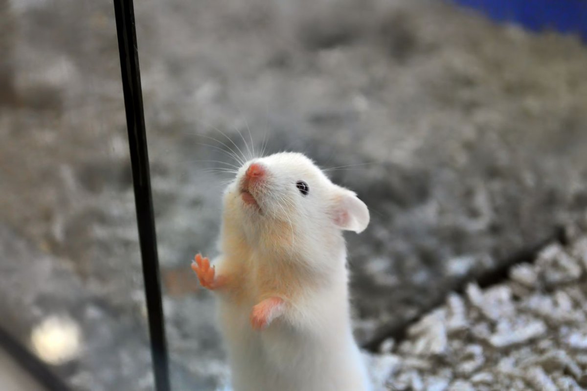 Лабораторная мышка