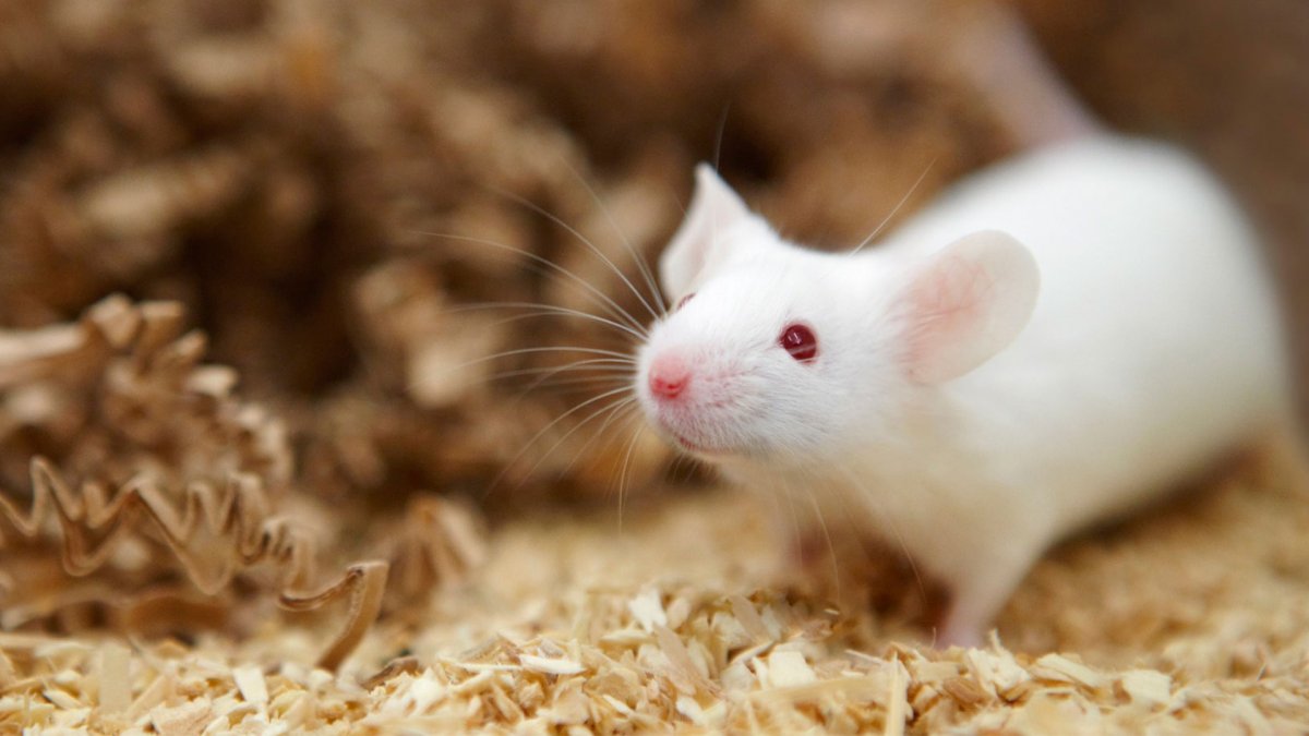 Серая мышь лабораторная