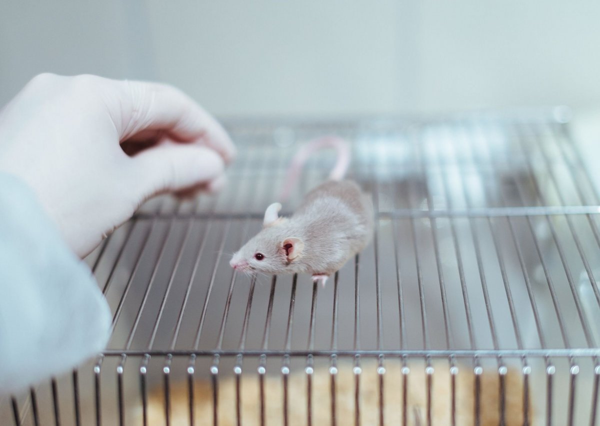 Маленькие мыши домашние