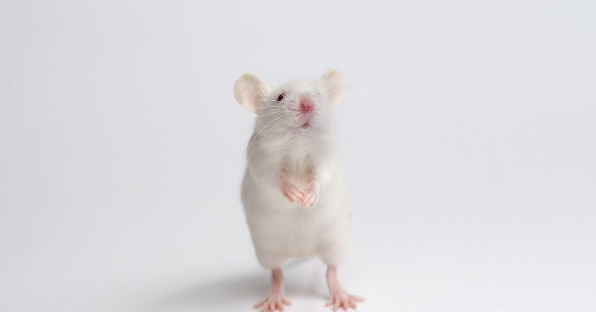 Золотистая иглистая мышь