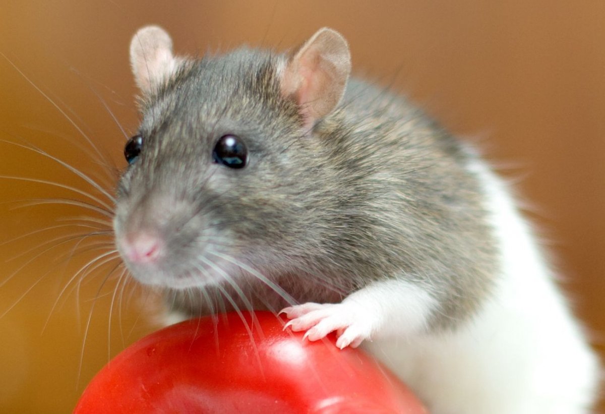 Декоративная крыса альбинос