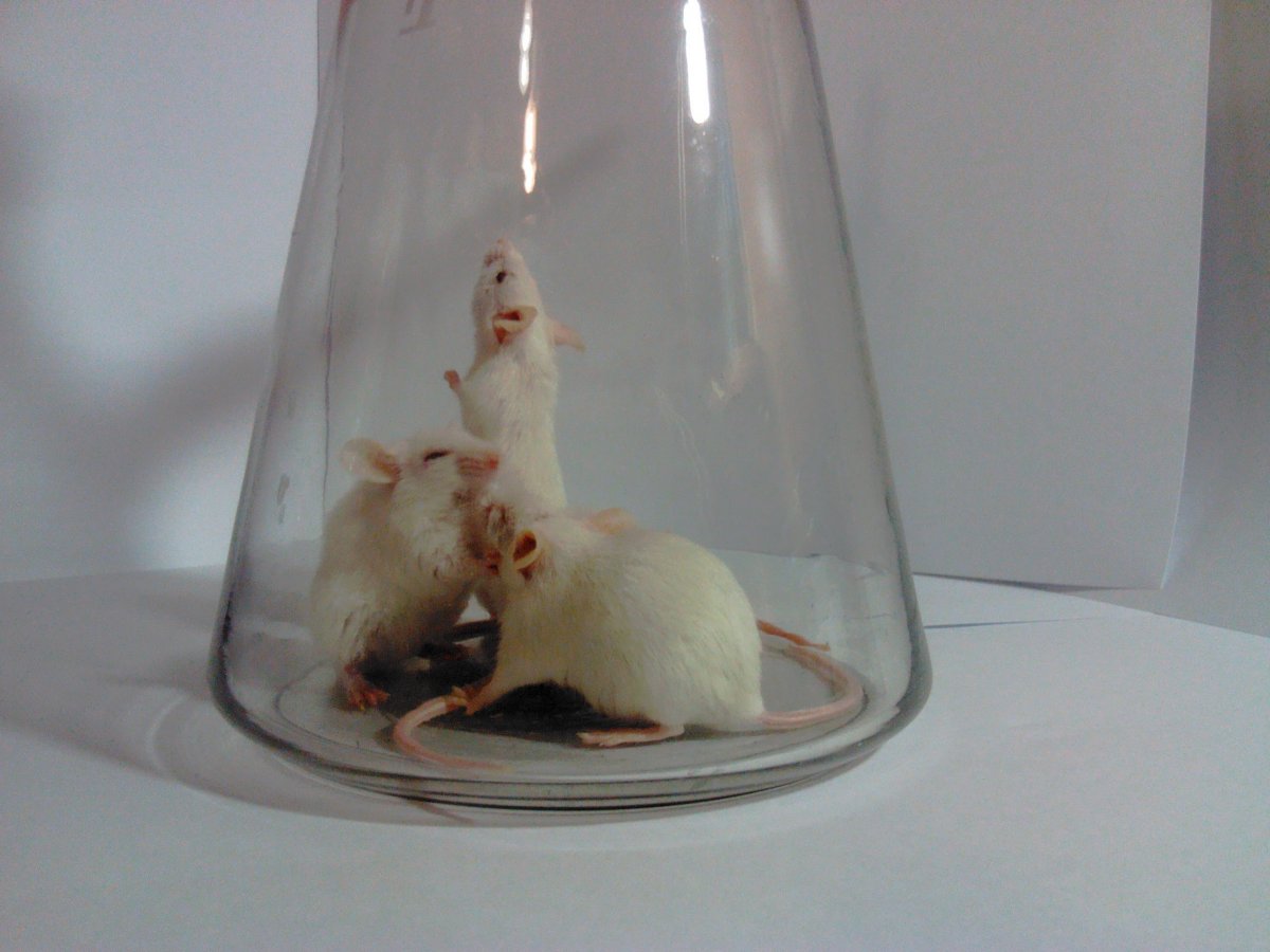 Крыса с крысятами