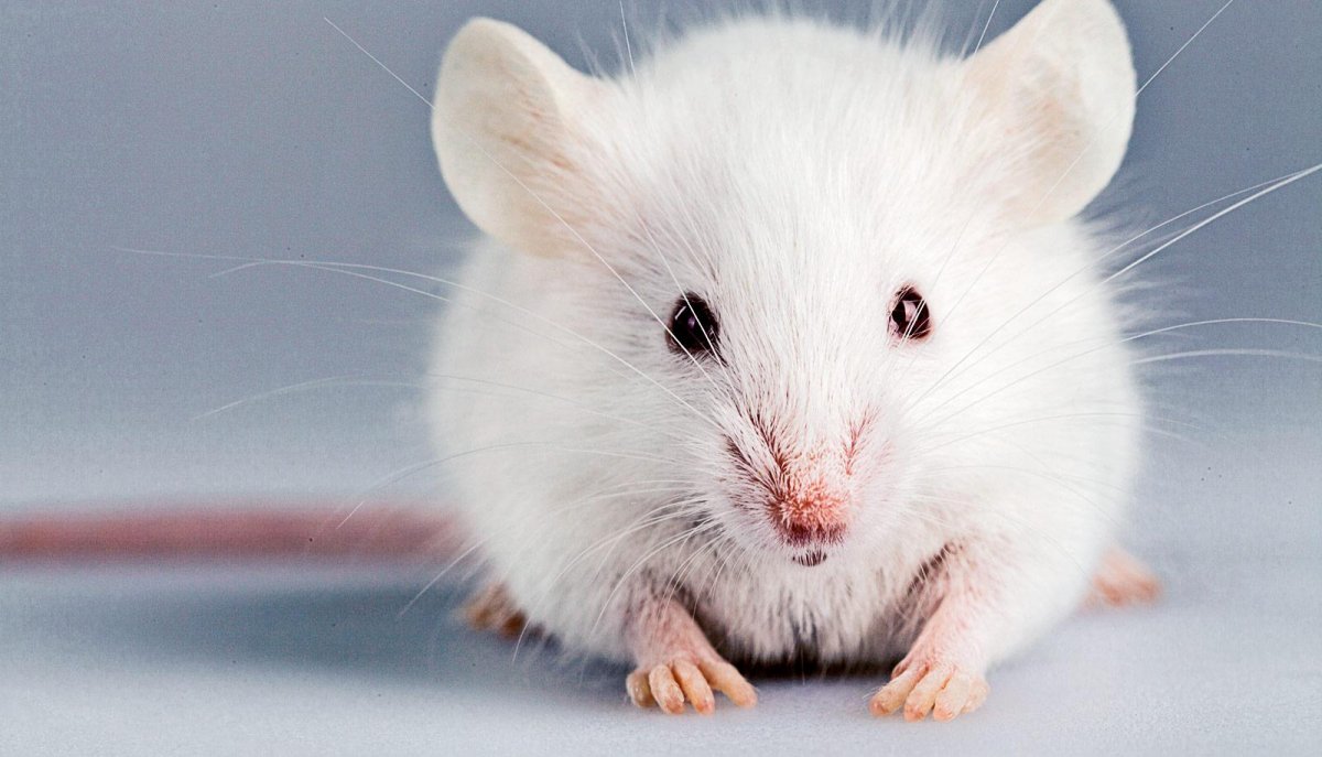 Грызуны вредители