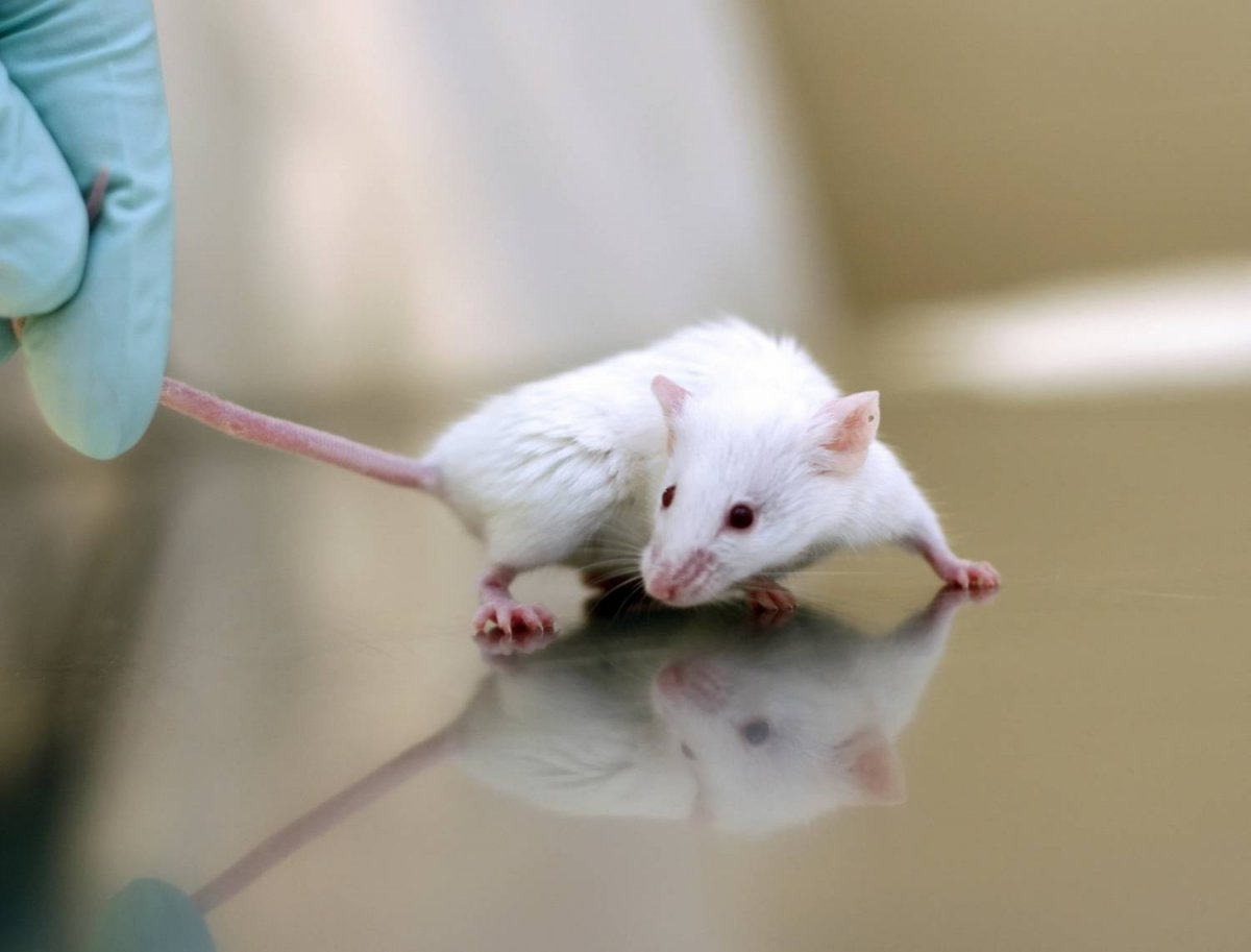 Подопытные мыши