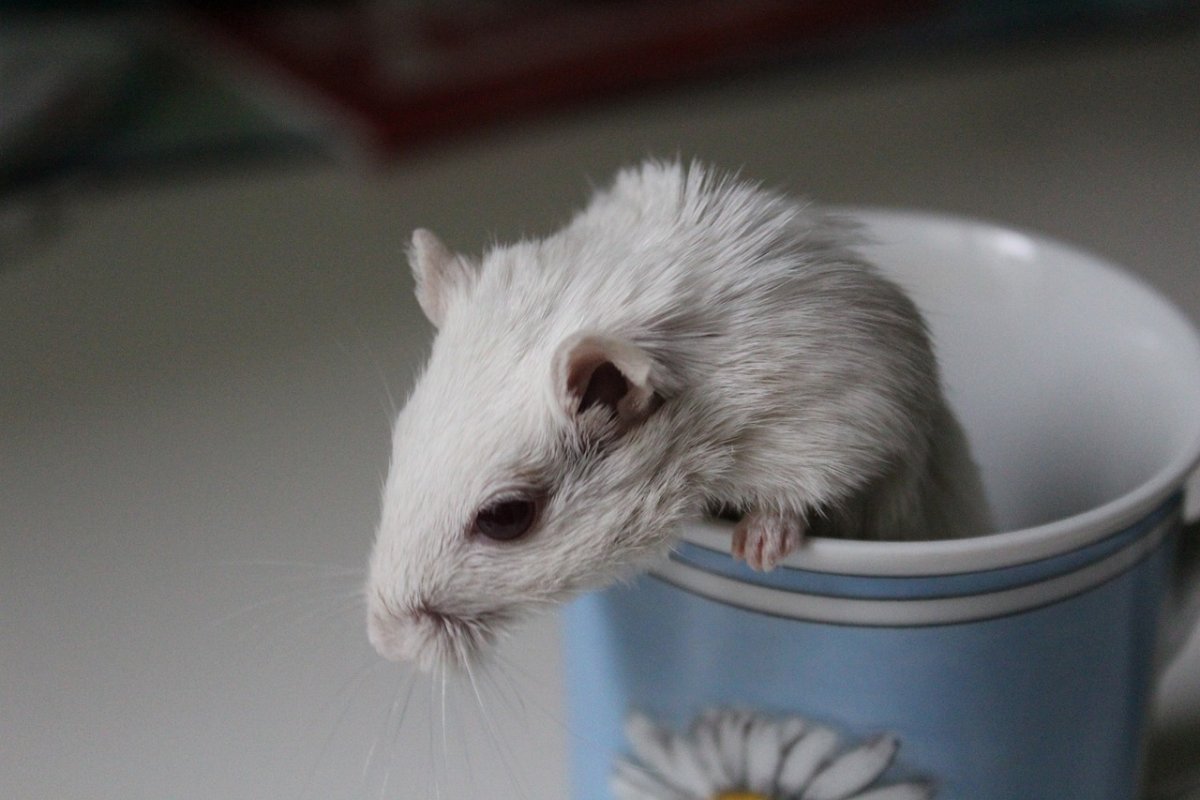 Домашние мыши