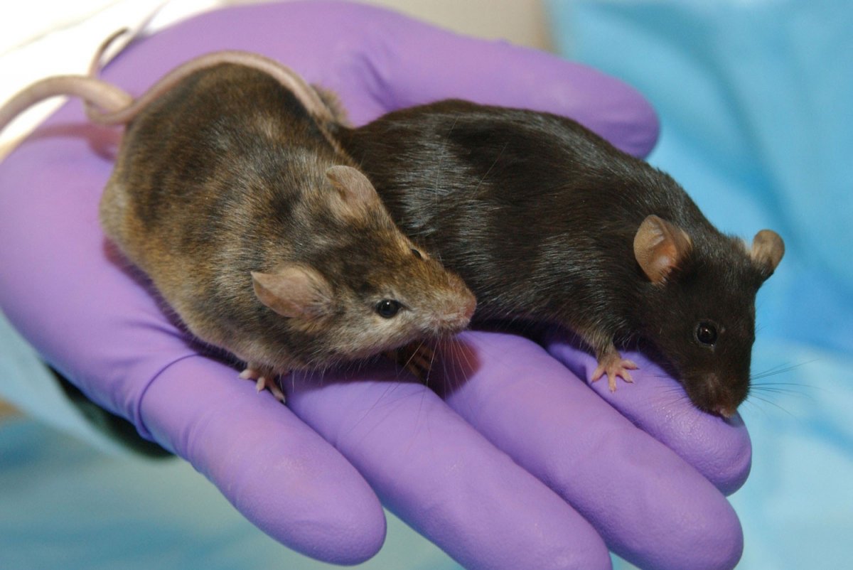 Лабораторные крысы генномодифицированные