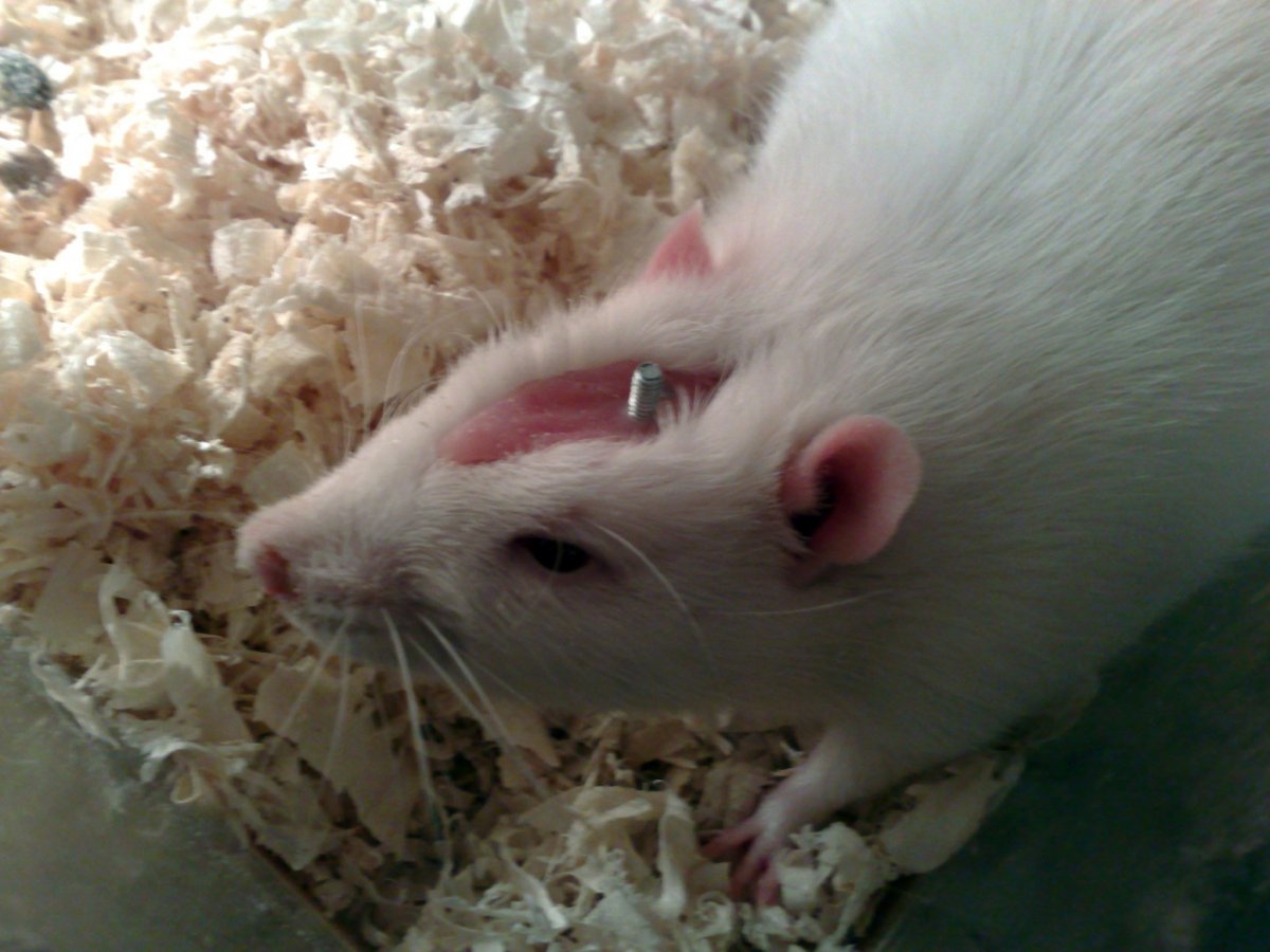 Белые лабораторные крысы