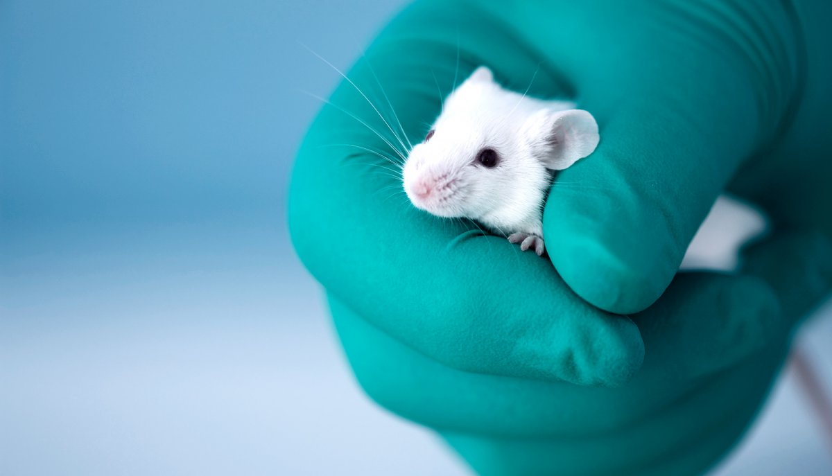 Лабораторные мыши