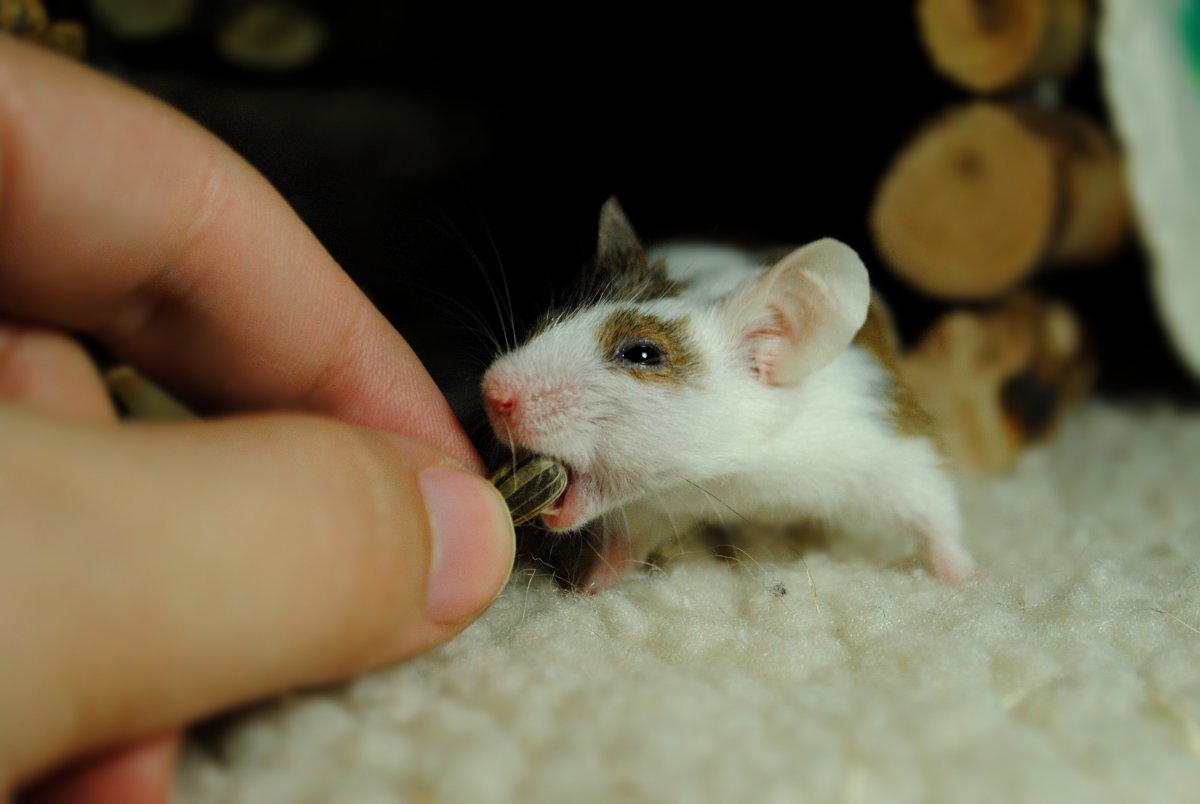 Мышь лабораторная пробирка