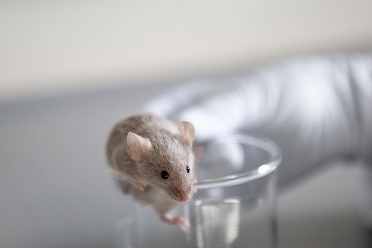 Лабораторные животные