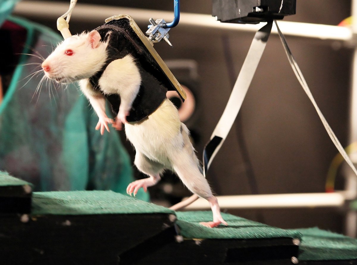 Крыса Дамбо черно белая