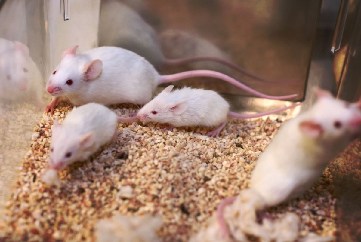 Грызуны много