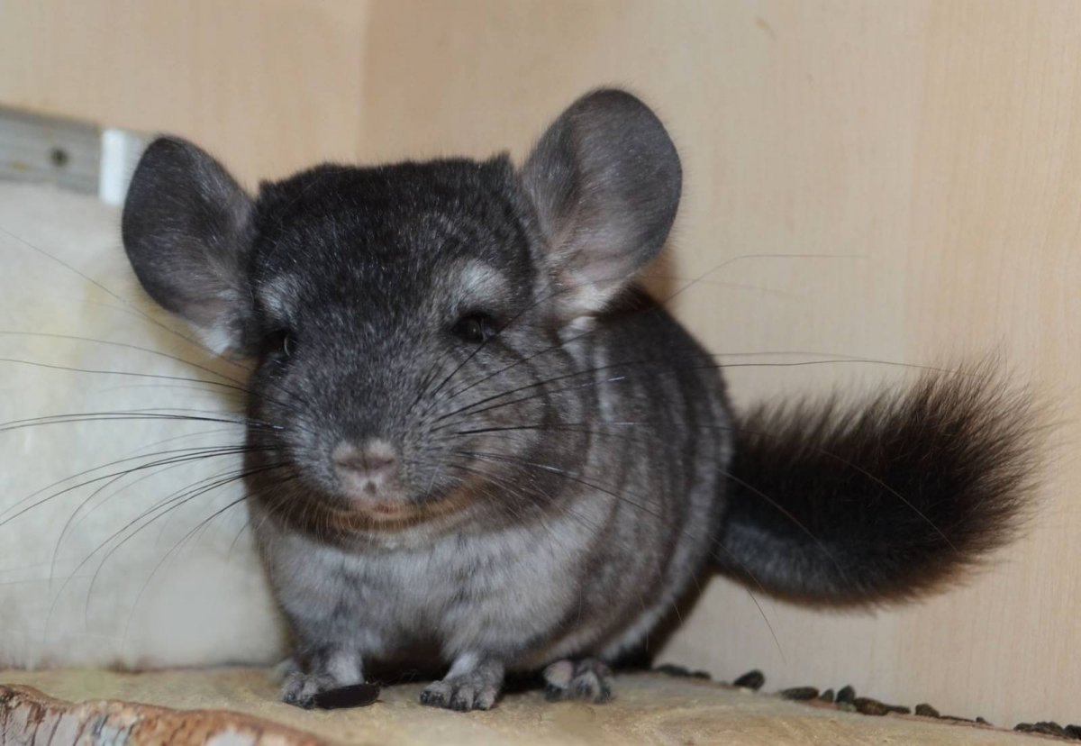 Дамбо Дабл рекс