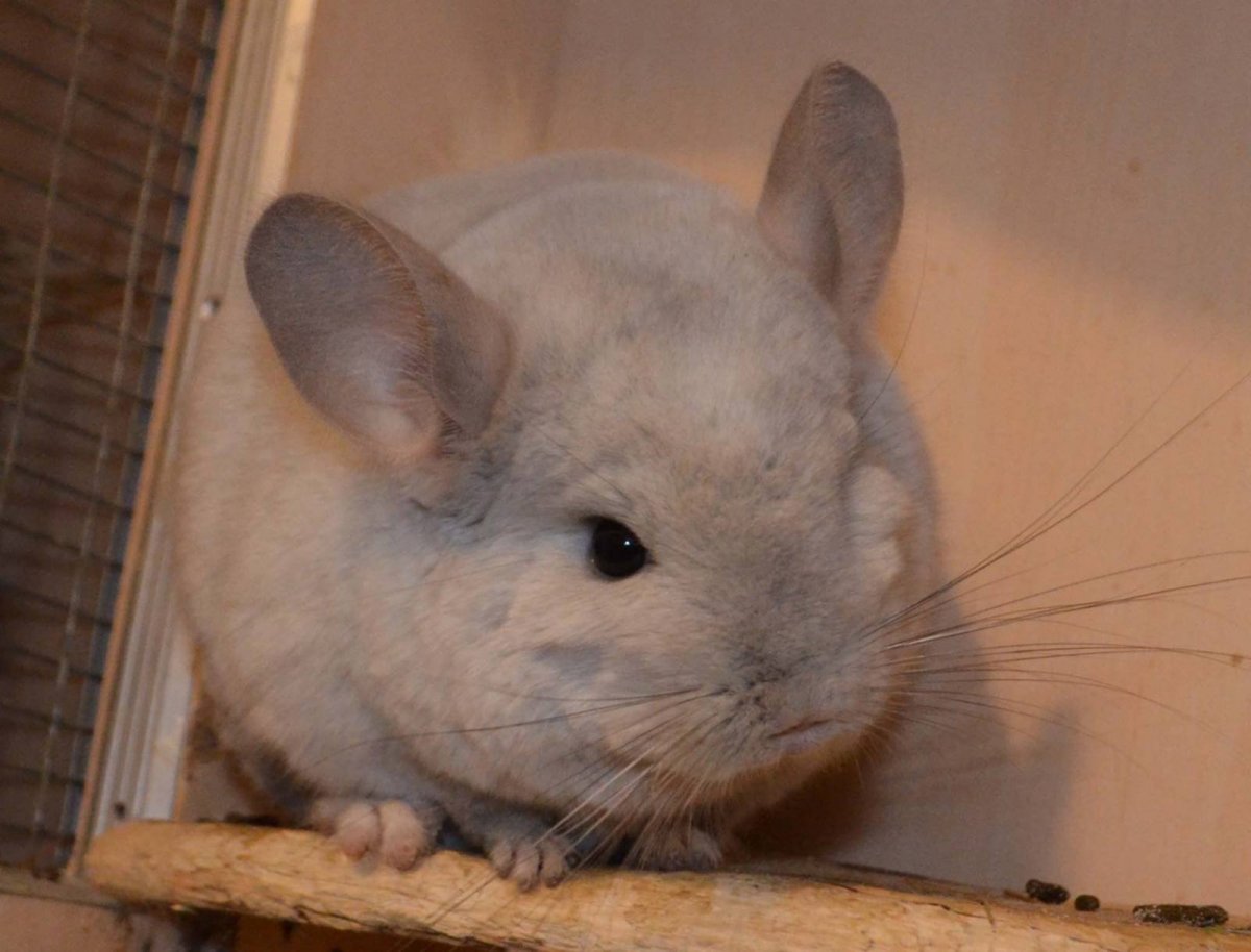 Облысевшая шиншилла