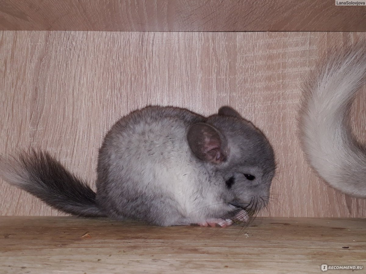 Шиншилла Чаркоал