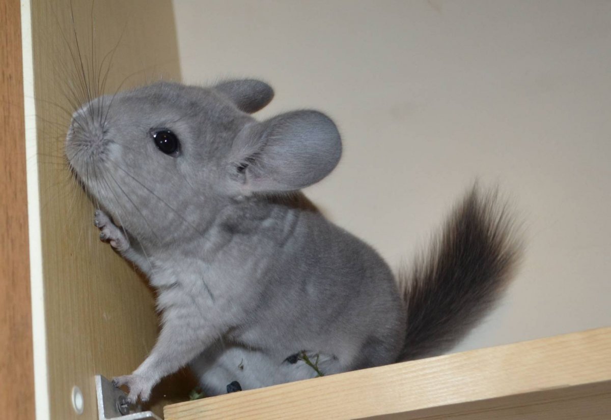 Облысевшая шиншилла