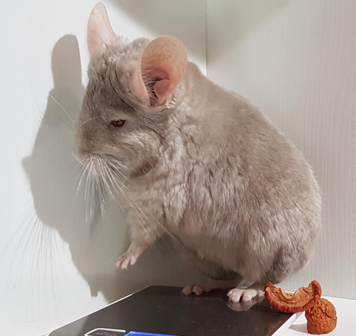 Гомобежевый окрас шиншиллы