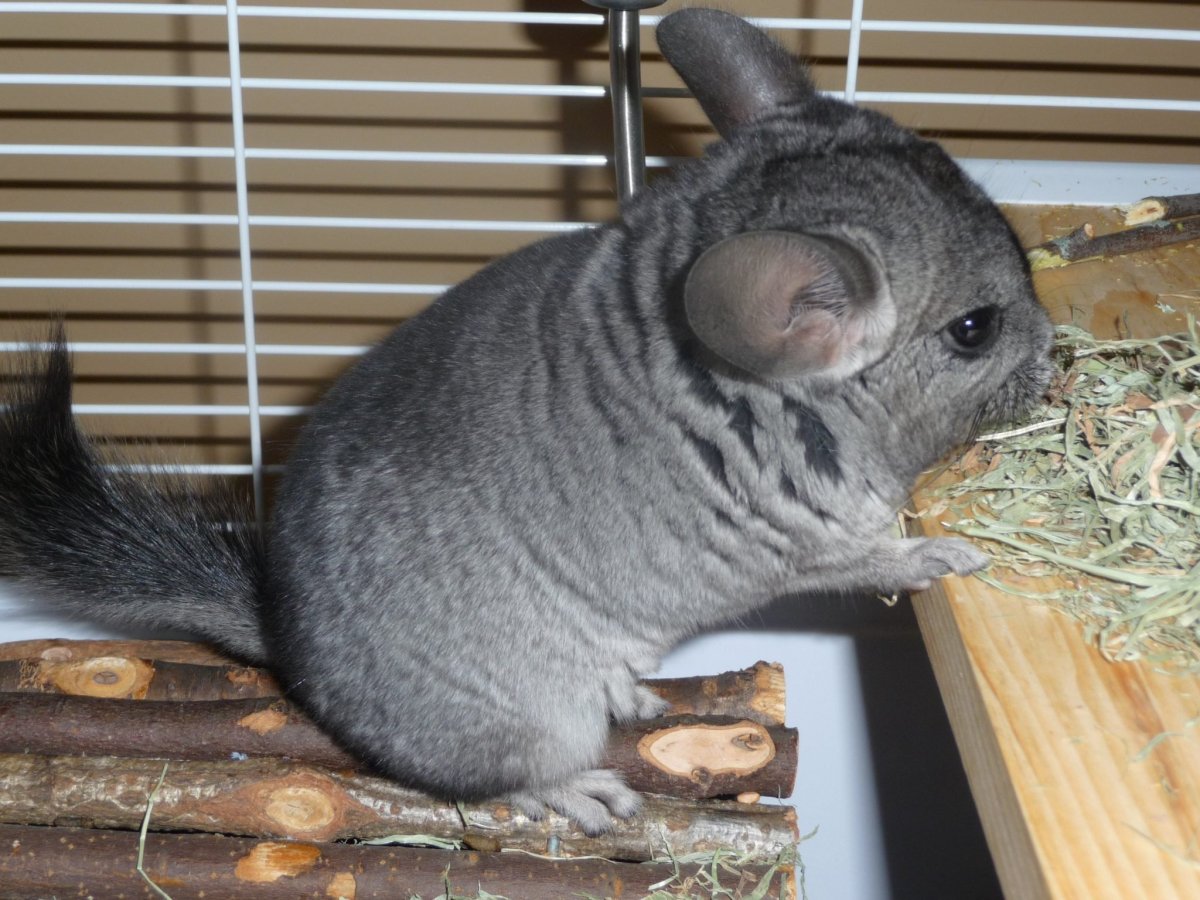 Шиншилла темная пастель