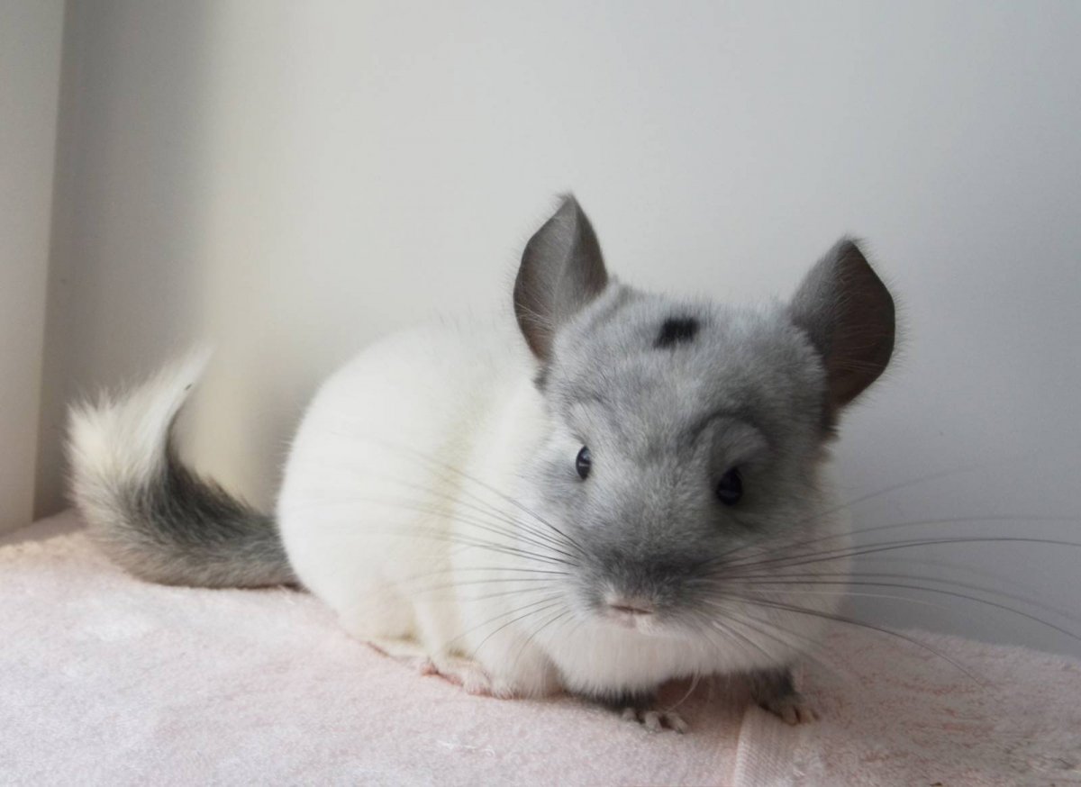 Карликовая шиншилла