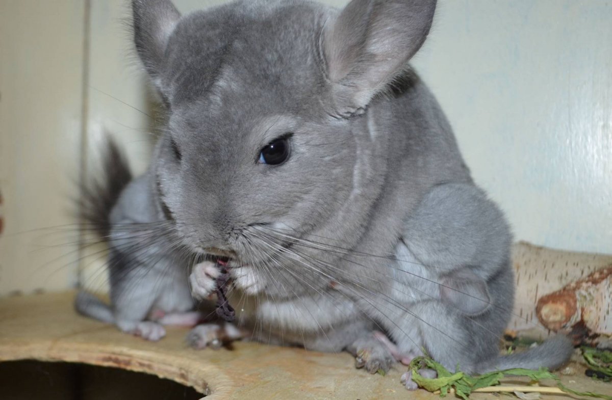 Белый Вильсона серебро шиншилла окрас