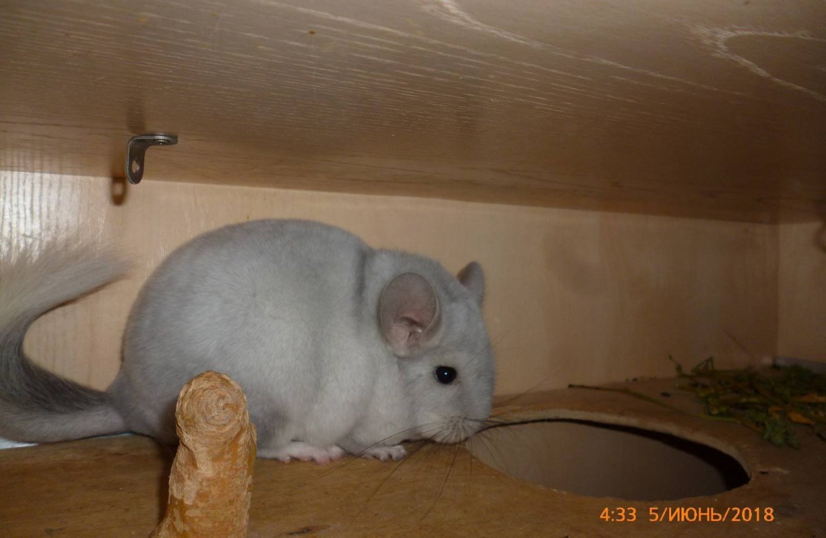 Гомобежевая шиншилла