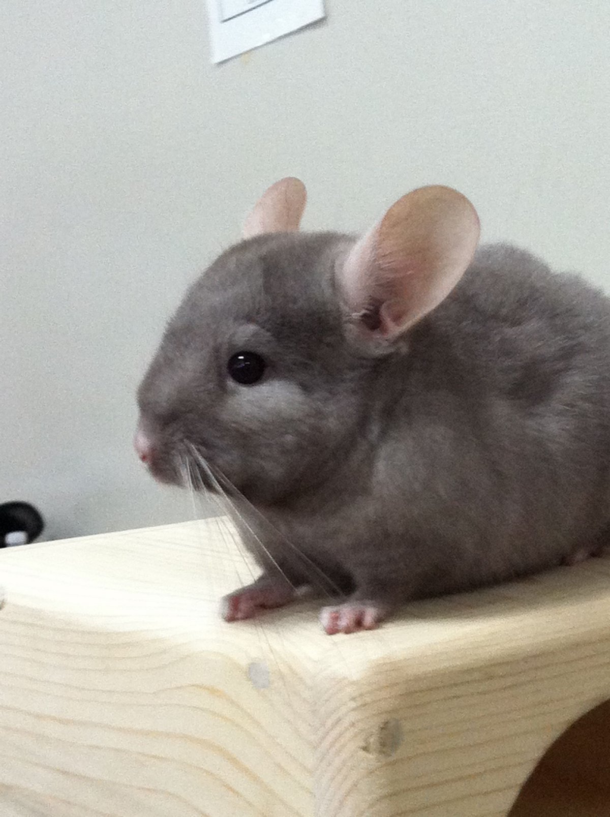 Шиншилла сфинкс