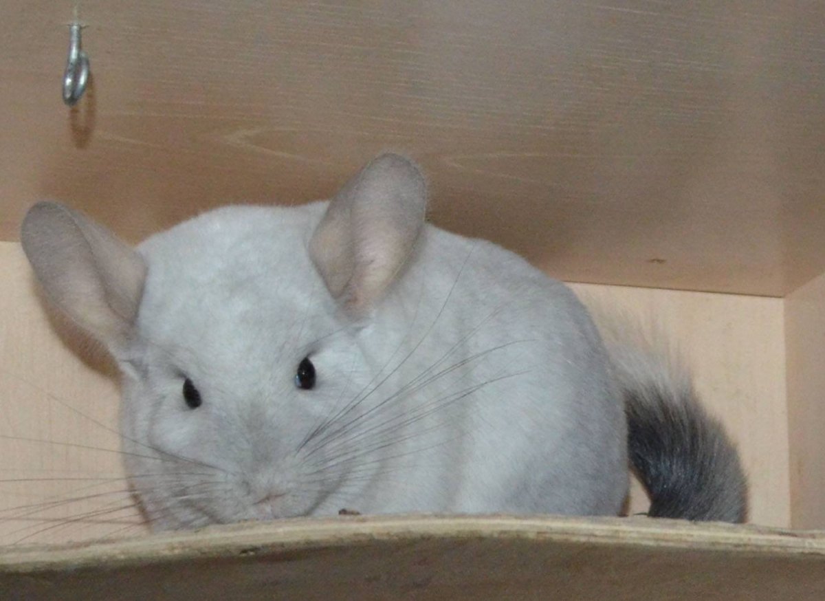 Побритая шиншилла