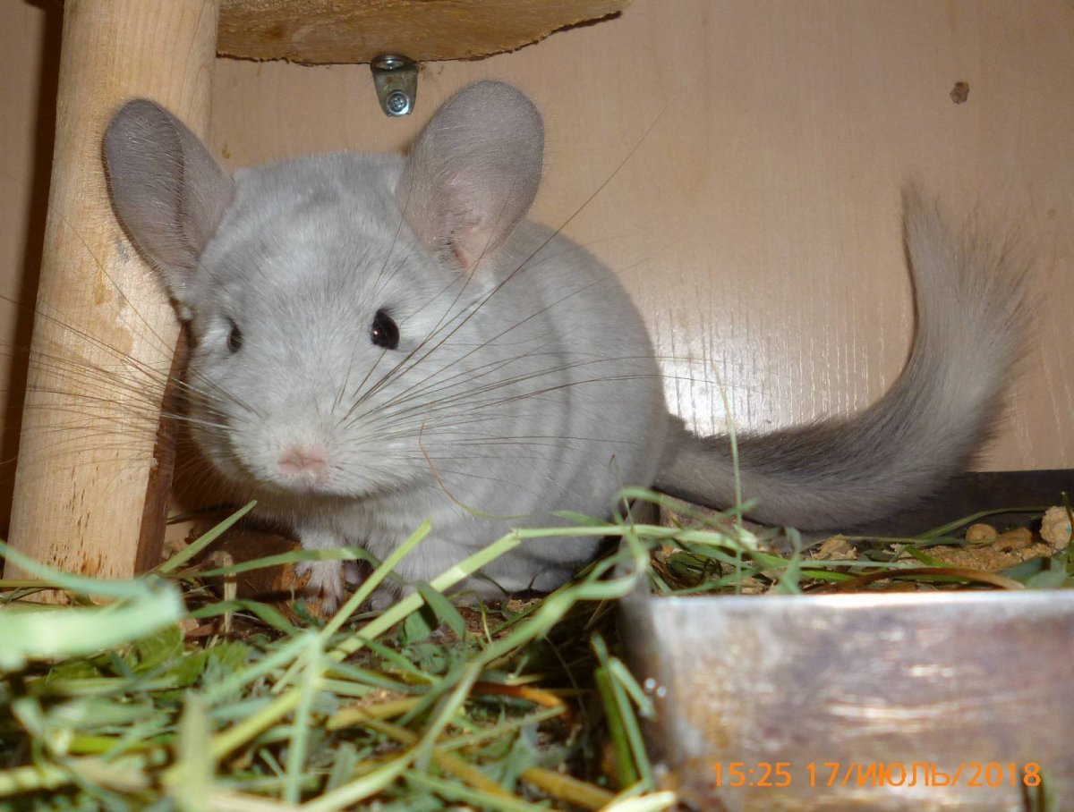 Облысевшая шиншилла