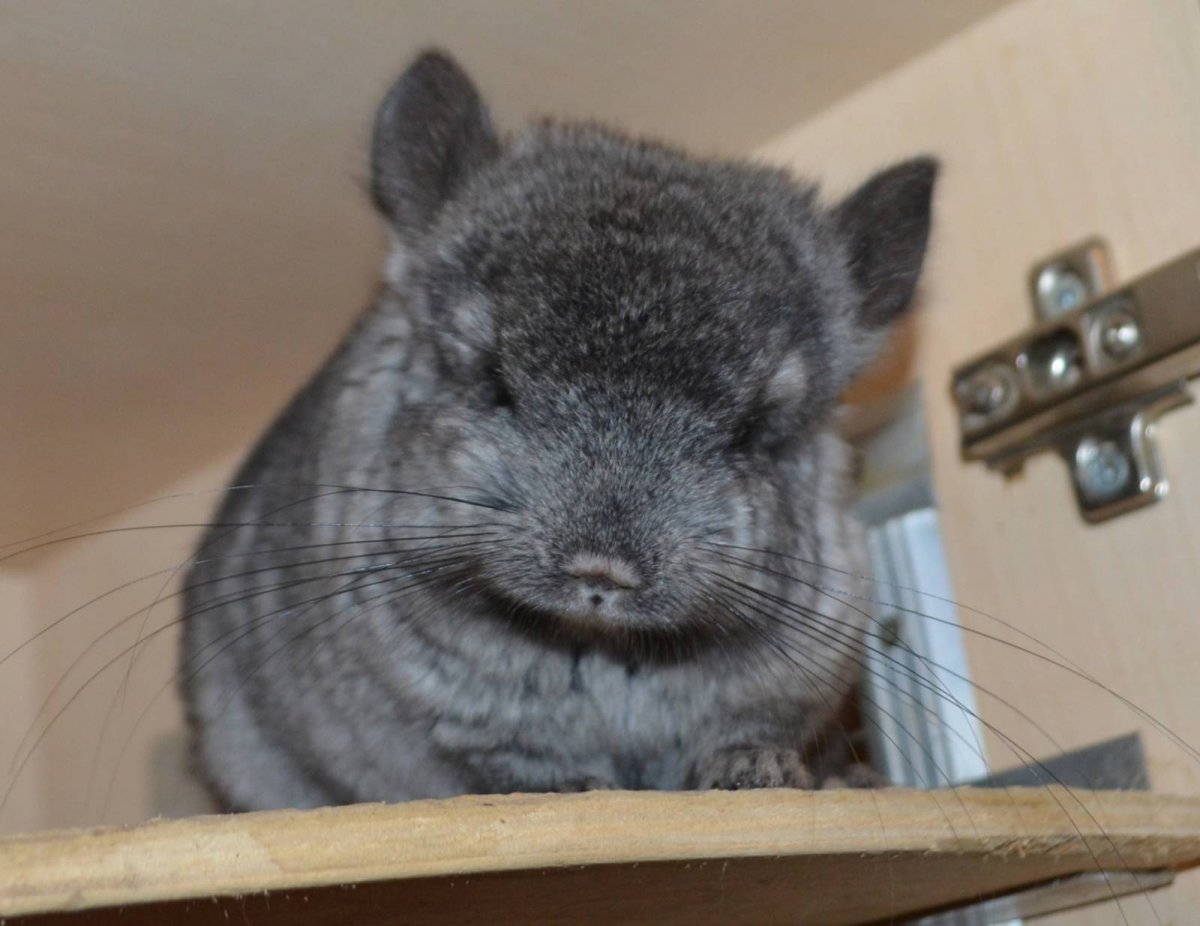 Шиншилла белый бархат