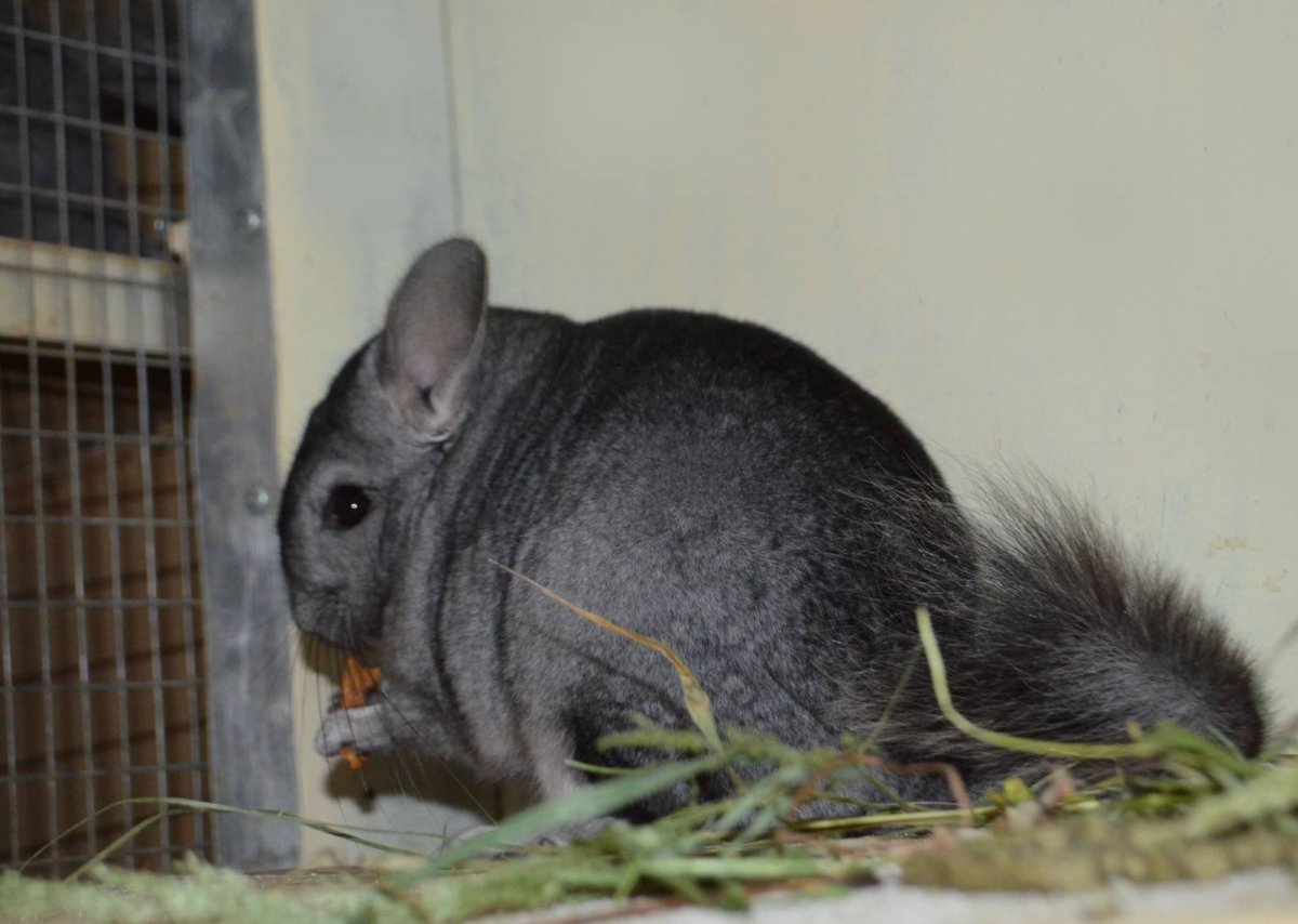 Шиншилла тёмный стандарт