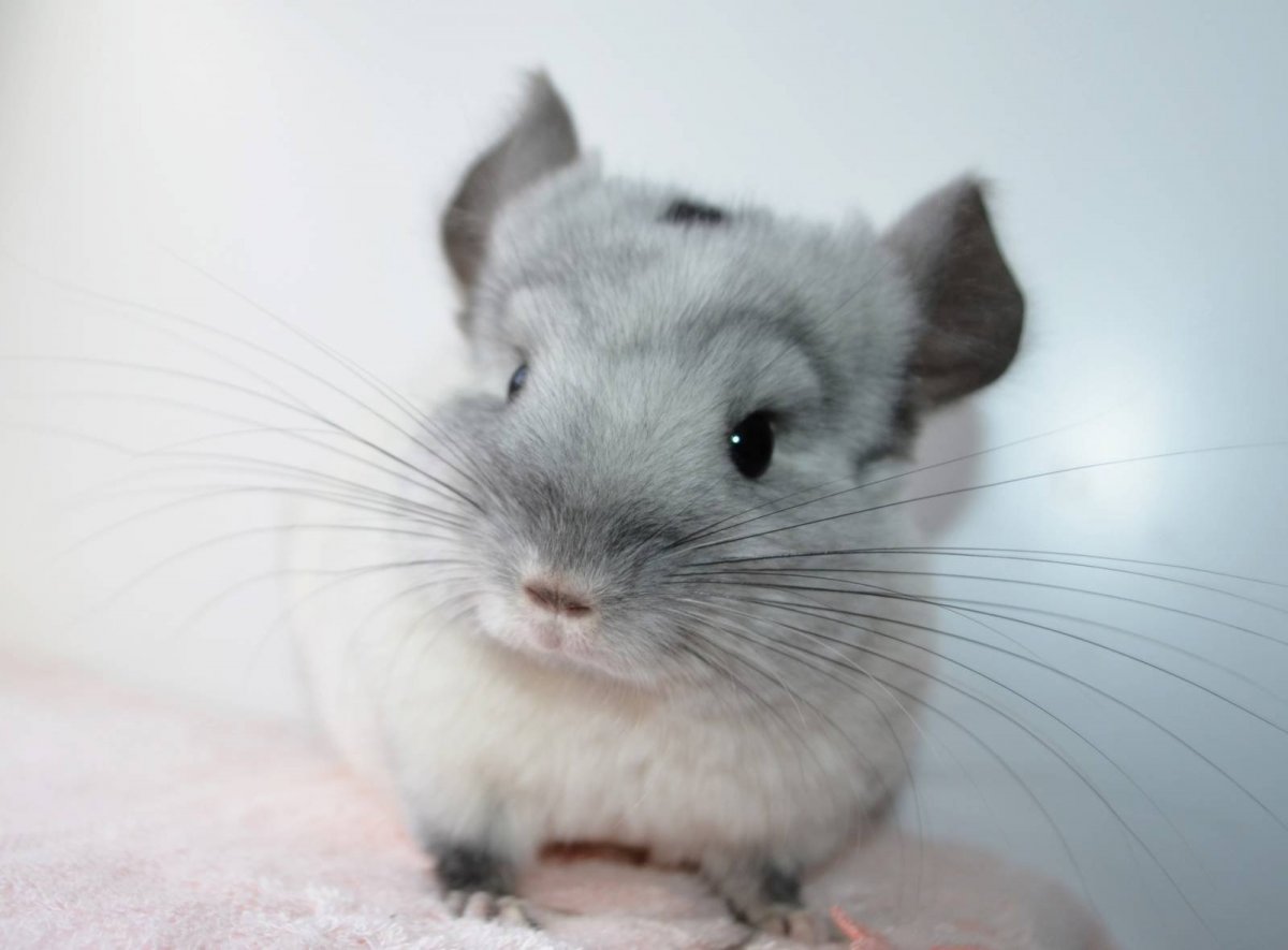 Звуки маленьких шиншилл