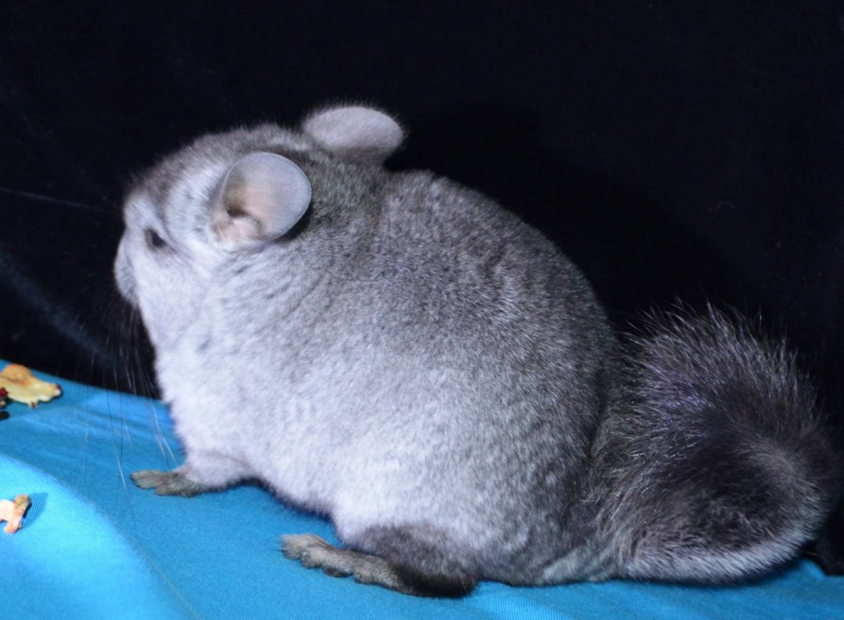 Декоративная крыса сфинкс