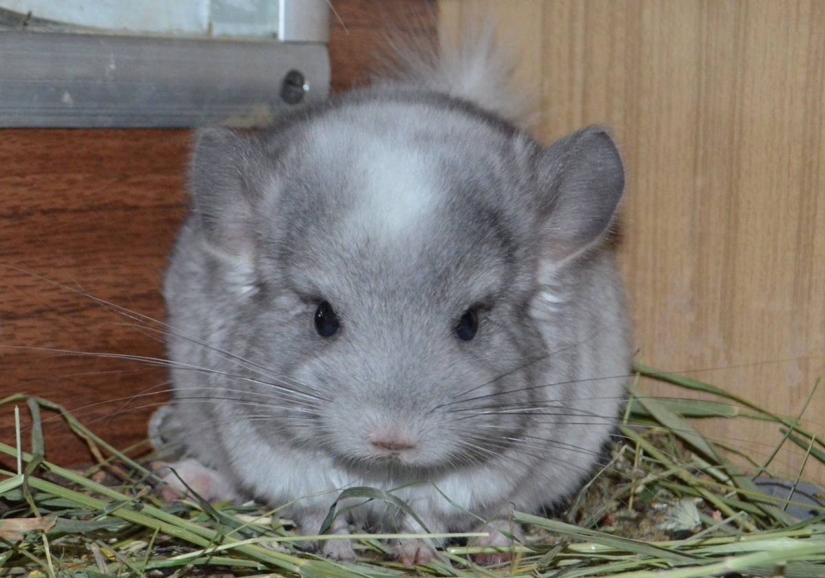 Белый фиолет шиншилла