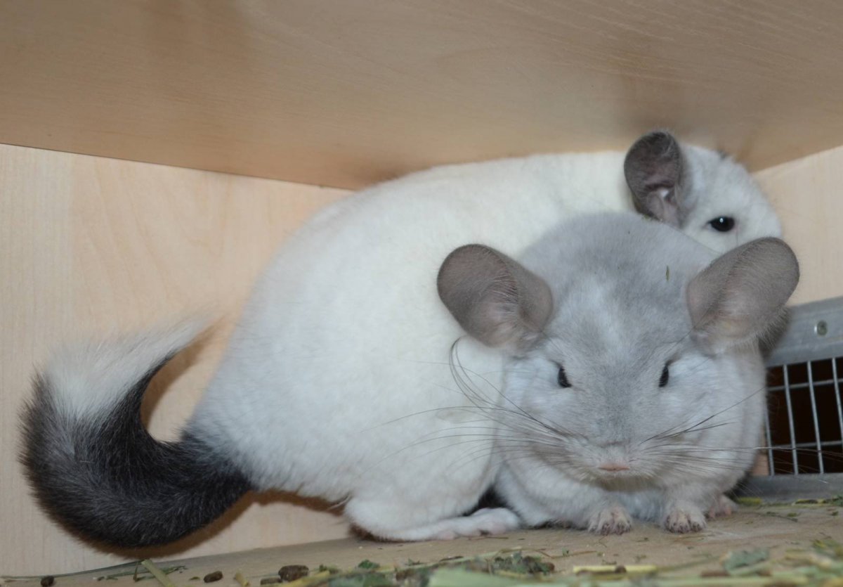 Шиншилла грызун Махачкала